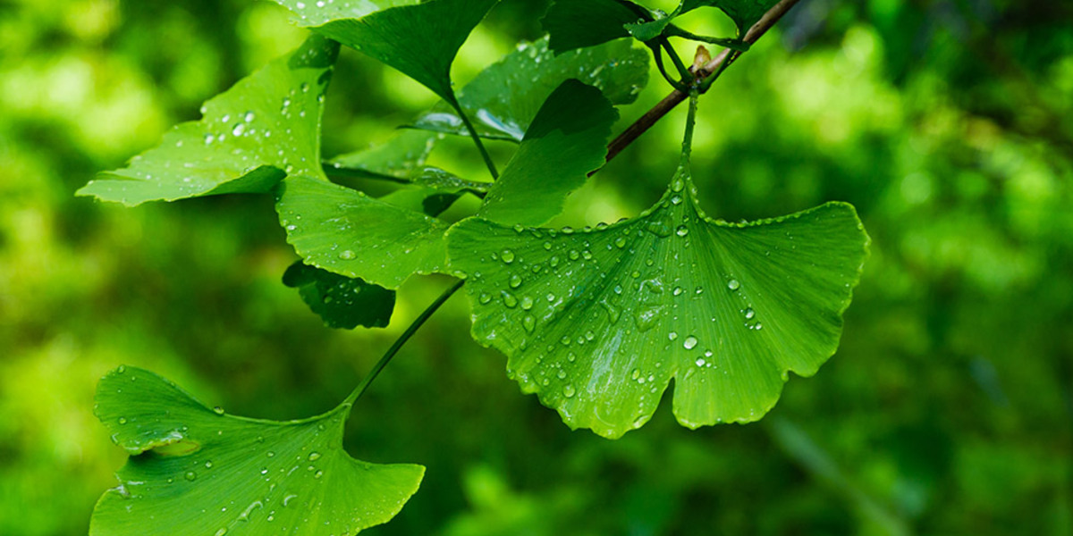  Wat is ginkgo biloba?