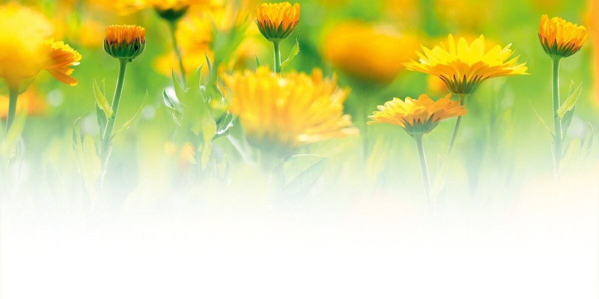 Natuurlijke babyverzorgingsproducten met Calendula